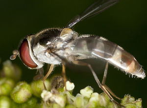 Side view of a fly sitting on a green plant.