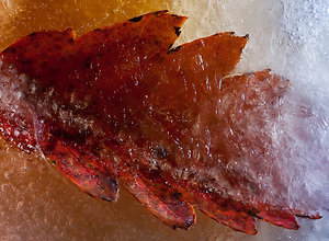 Colorful frozen autumn leaf with ice crystals.