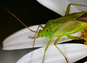 A green beetle sits on a white petal.