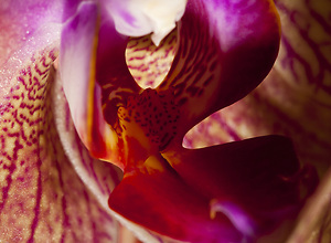 Inside a mallow flower