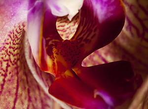 Extreme closeup of a mallow flower with details of the inner petals.