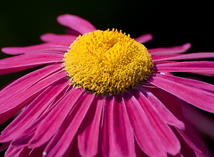 Detailed macro photo of a proud blossom with yellow core and pink petals.