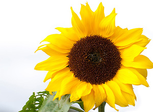 Close-up of a pretty yellow sunflower.