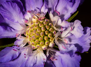 Closeup of a blossom with purple petals.