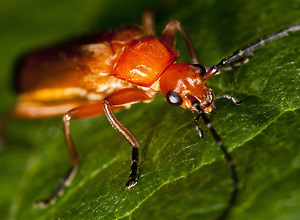 Look in the face of a red beetle with long feelers.