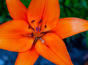 Bright flower with reddish petals.