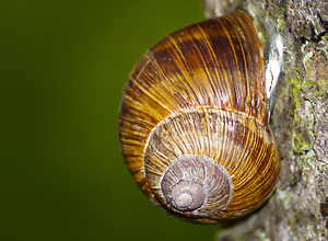 A brownish snail sticks to a tree.