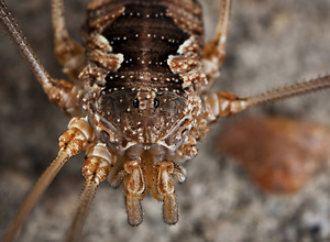 A spider sits on a house wall.
