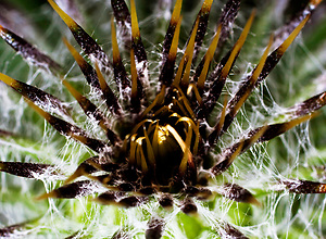 Close-up of a dangerous thistle plant