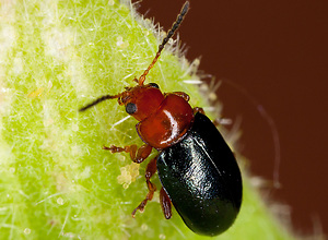 Picture of a tiny beetle on a leaf.