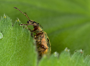 Winziger Käfer auf einem Blatt