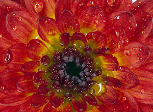 Water pearls lie on a red-yellow flower.