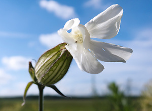 Macro photograph of a white flower in the blue sky.