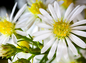 Macro shot of white flowers of a flower