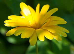A marigold in the green summer garden.