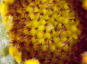 Close-up of a pretty yellow-red blossom with many details.