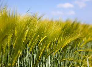 View of the leaves, stems and awns of a flowering barley field.