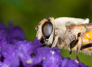A small bee sits on a purple flower.