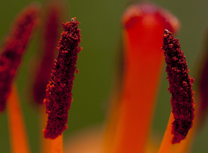 Macro photograph of orange carpels.