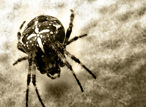 Abstract image of a fat cross spider in its web.