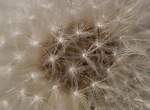 Mit der kamera ganz dicht an einer Pusteblume zeigt die Details der reifen Löwenzahnpflanze