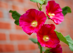 Picture of a flowering hollyhock (mallow) in front of a house wall.