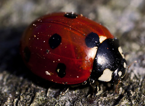 Macro photo of a little ladybug sitting on a tree stump.