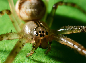 Macro shot of a little spider with green background.