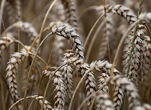 Close-up of plants in the wheat field.