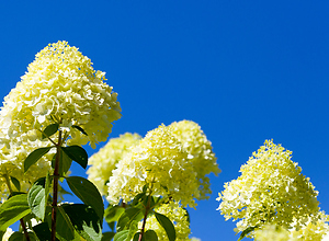 White snowball hydrangea photographed in front of blue summer sky.