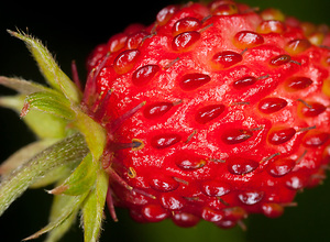 Detailed macro shot of a red wild strawberry in the garden.