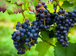 Grapes hang on a vine at the vineyard in Stuttgart.
