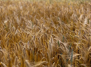 Barley field