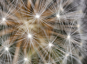 Dandelion macro