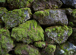 Mossy stone