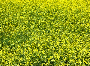 Yellow rape field