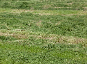 Mown meadow