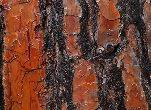 Brown tree bark